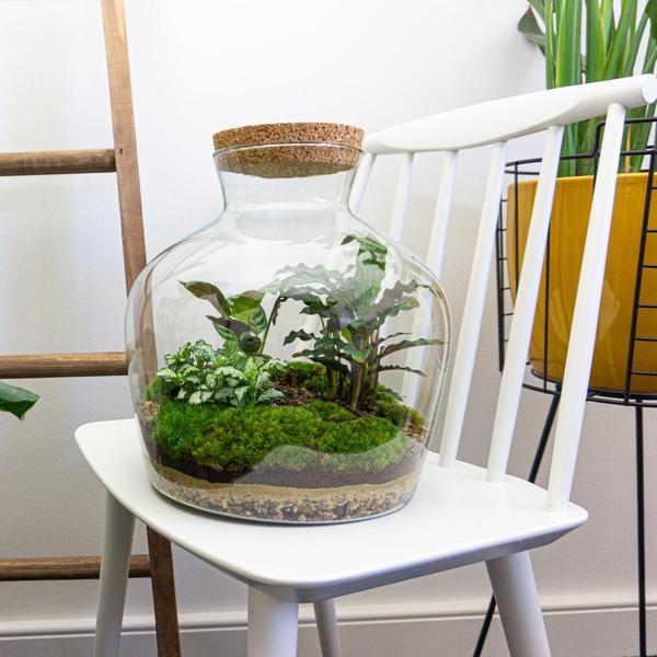 DIY terrarium -  Fat Joe - ↕ 30 cm - Normal  BotanicBridge