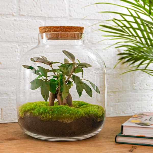 DIY terrarium - Billie Bonsai - ↕ 29 cm - Rake + Shovel  BotanicBridge