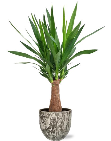 Yucca "Maya Tree" - Ø19cm - ↕80cm + Sem Pot D20x18cm - Bruin  BotanicBridge