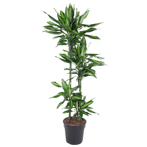 Dracaena Cintho - 150 cm - ø27  BotanicBridge