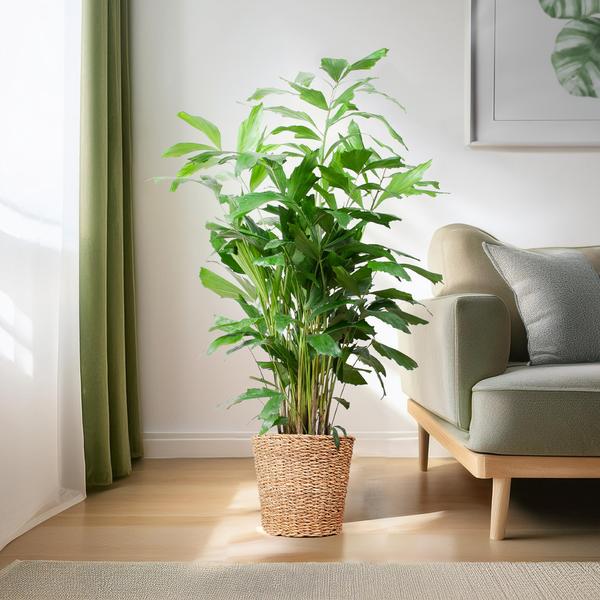 Caryota Mitis XL met mand Torun - 130cm - Ø24  BotanicBridge