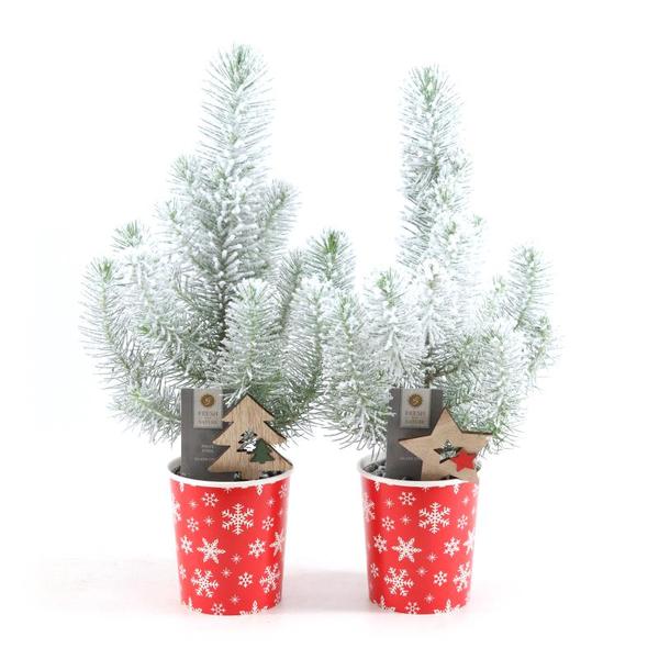 Pinus Pinea 'Silver Crest' in Cup X-Mas Deco + Snow + Deco Tree/Star - 2 stuks - Ø11cm - ↕35cm  BotanicBridge