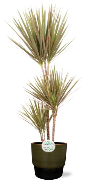 Dracaena Bicolor - Ø24cm - ↕115cm + Erik Pot D26x23cm - Donker Groen  BotanicBridge