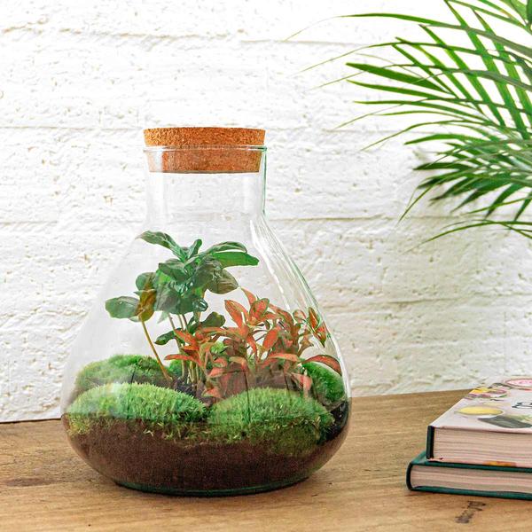 DIY terrarium - Sammie Coffea - ↕ 27 cm - Rake + Shovel  BotanicBridge