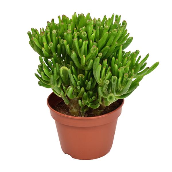 Crassula Hobbit - Ø15cm - ↕21cm  BotanicBridge