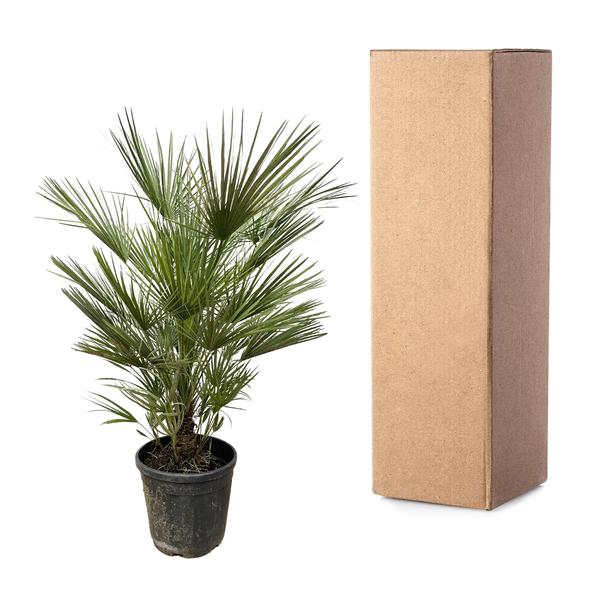 Chamaerops Humilis struik - 150cm- ø30  BotanicBridge