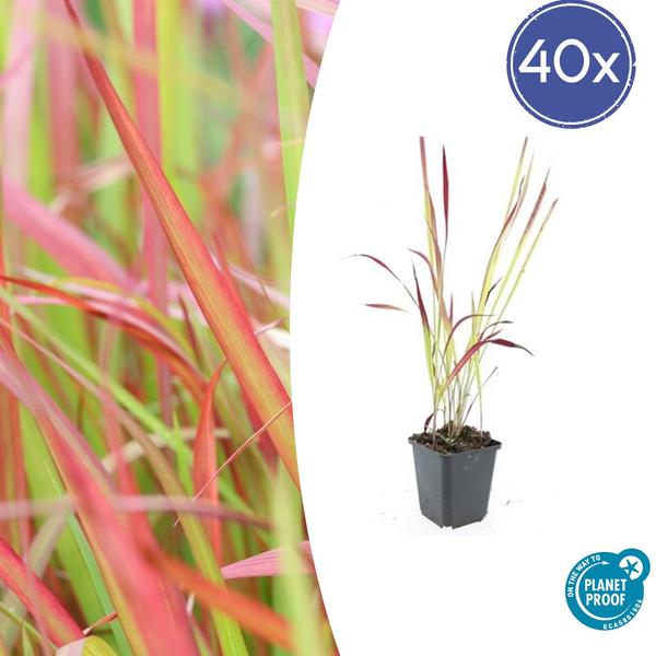 Imperata cylindrica 'Red Baron' - ↕10-25cm - Ø9cm - 40x  BotanicBridge