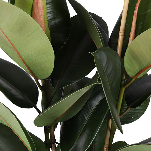 Ficus Elastica Robusta Ø24cm - ↕110cm in Era WIT pot  BotanicBridge