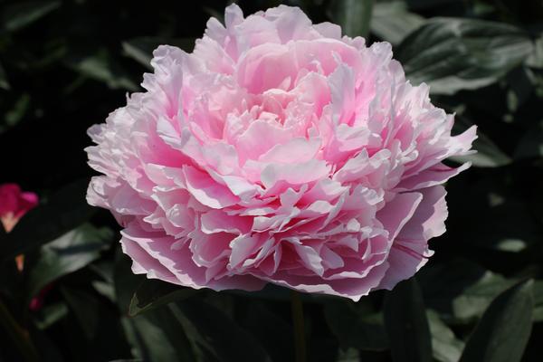 Paeonia ‘Sarah Bernhardt’  - 10x  BotanicBridge