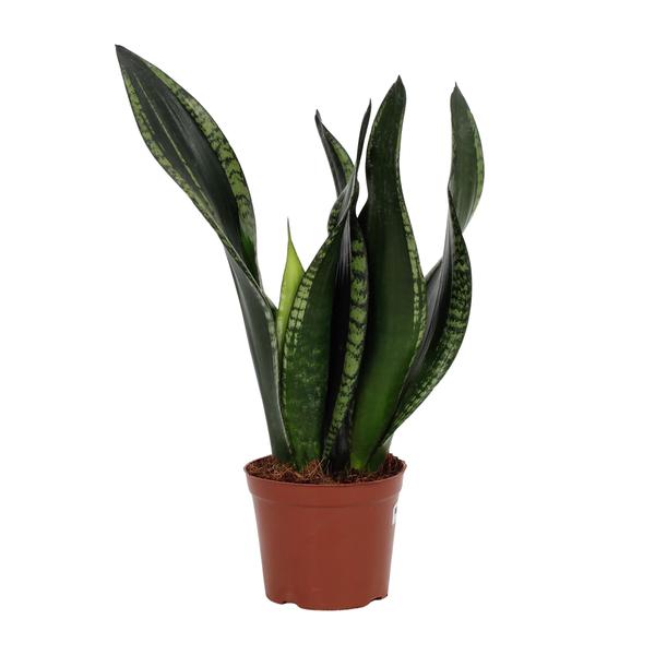 Sansevieria Whitney 12cm - Ø12cm - ↕27cm  BotanicBridge