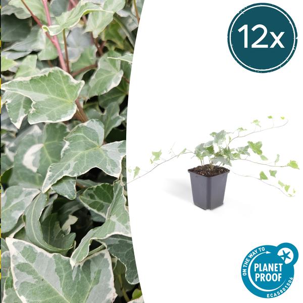 Hedera helix 'Glacier' - ↕10-25cm - Ø9cm - 12x  BotanicBridge