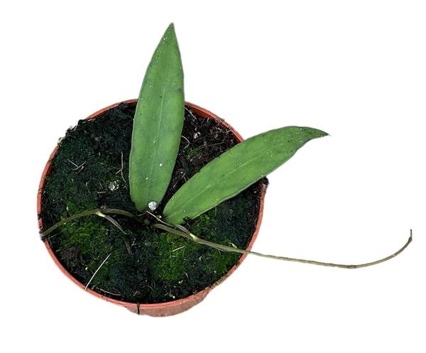 Hoya Scortechinii - Ø10,5cm - ↕cm  BotanicBridge