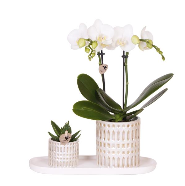 Kolibri Company | Plantenset Le Chic small | Witte Phalaenopsis Orchidee Amabilis  en Succulent incl. keramieken sierpotten op crème organisch dienblad  BotanicBridge