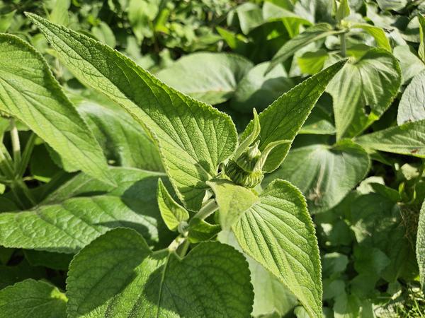 Phlomis russeliana - ↕10-25cm - Ø9cm - 12x  BotanicBridge