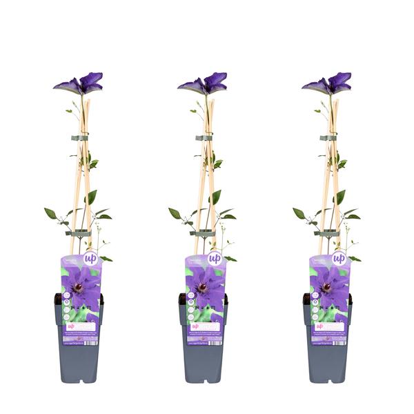 3x - Clematis The President - ↨65cm - Ø15  BotanicBridge