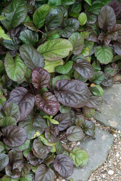 Ajuga reptans 'Catlin's Giant' - ↕10-25cm - Ø9cm - 40x  BotanicBridge