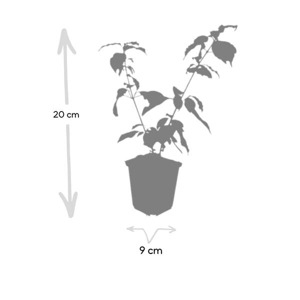 Cornus sang. 'Anny's Winter Orange' - ↕10-25cm - Ø9cm - 20x  BotanicBridge