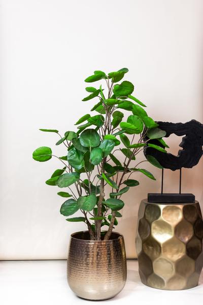 Kunstplant - Polyscias - Aralia - 105 cm  BotanicBridge