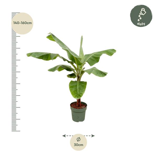 Bananenplant (Musa) - 150cm - Ø30  BotanicBridge