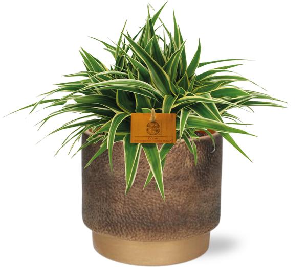 Chlorophytum Ocean - Ø15cm - ↕25cm + Merel Pot D16x14cm - Goud  BotanicBridge