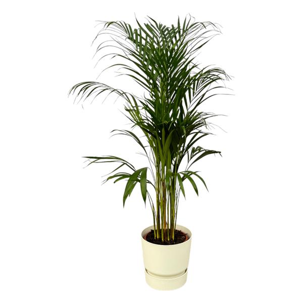 Areca palm - ↨110cm - Ø21cm inclusief elho Greenville Round wit D24xH23  BotanicBridge