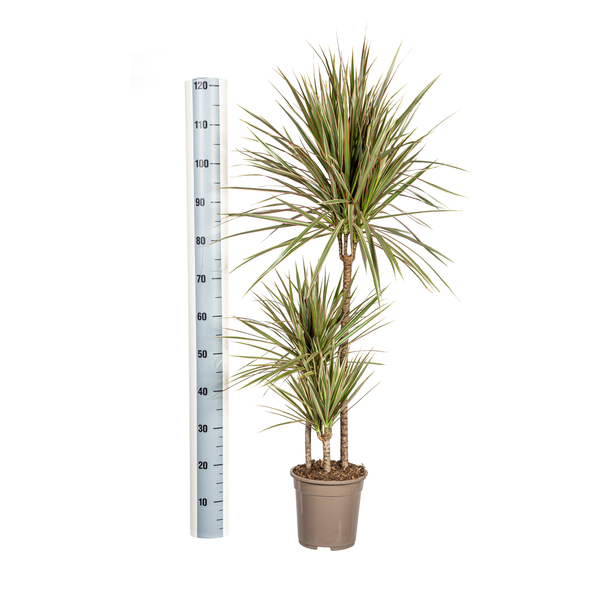 Dracaena Marginata Bicolor Ø21cm - ↕120cm  BotanicBridge