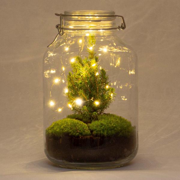 DIY terrarium - Jar Christmas - ↕ 28 cm  BotanicBridge