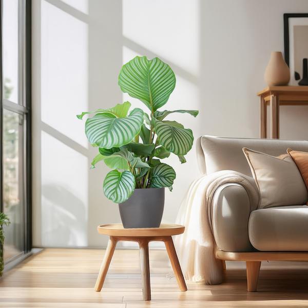 Calathea Orbifolia met Viber grijs - 65cm - Ø21  BotanicBridge