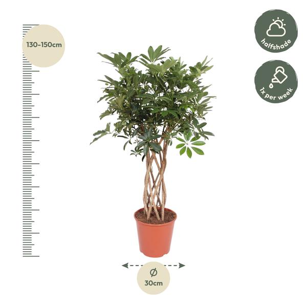 Schefflera Arboricola Compacta gevlochten stam - 140 cm - ø30  BotanicBridge