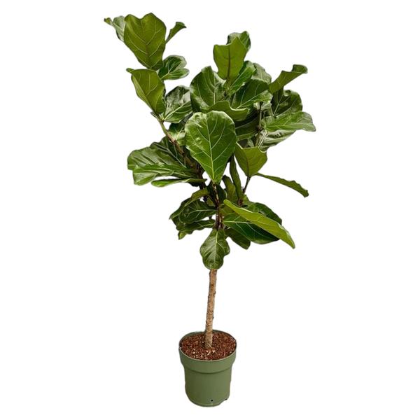 Ficus Lyrata stam - 160 cm - Ø27  BotanicBridge