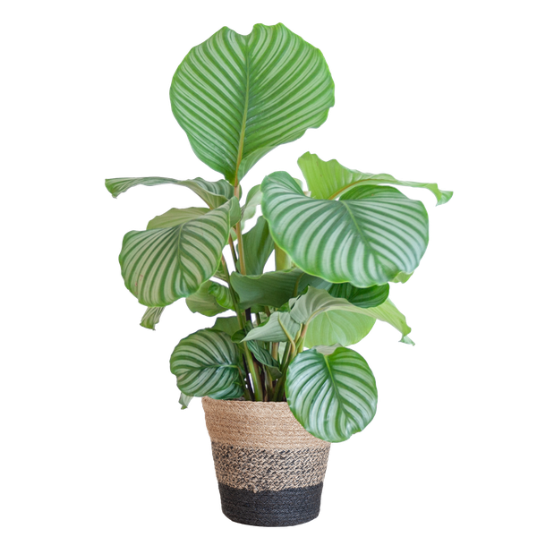 Calathea Orbifolia met Lissabon mand zwart - 65cm - Ø21  BotanicBridge