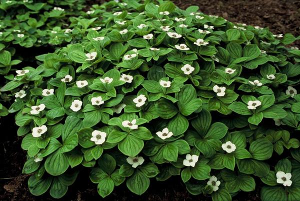 Cornus canadensis - ↕10-25cm - Ø9cm - 40x  BotanicBridge