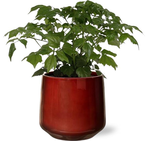 Rademachera Sinica - Ø12cm - ↕27cm + Puglia Pot D13/14,5x13,5cm - Rood  BotanicBridge