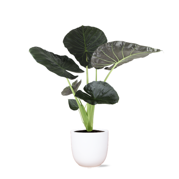 Alocasia Regal Shield Ø24cm - ↕110cm in Boule WIT pot  BotanicBridge