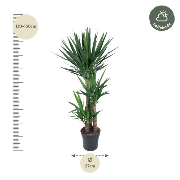 Yucca Elephantipe - 140 cm - ø27  BotanicBridge