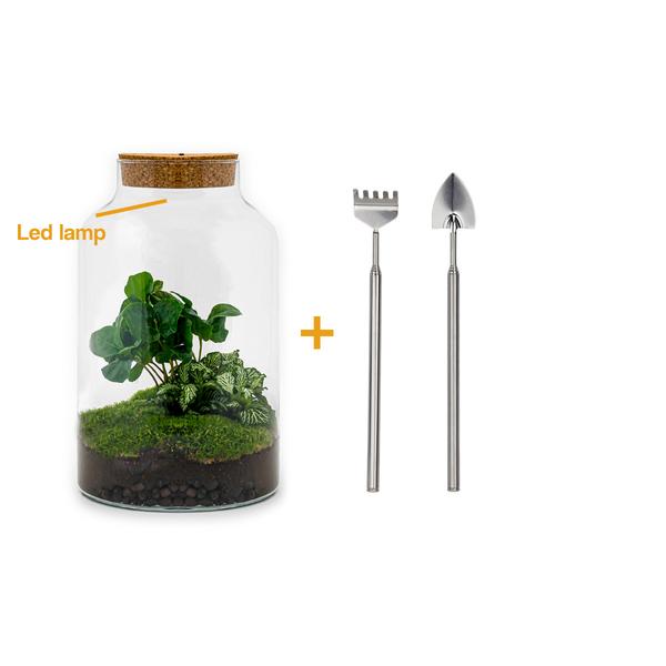 DIY terrarium - Milky Coffea met lamp - ↕ 31 cm - Rake + Shovel  BotanicBridge