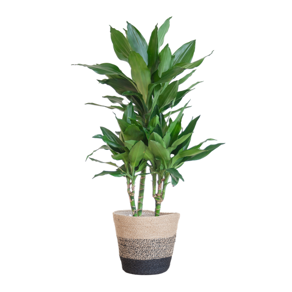 Dracaena  Janet Lindt met Mand Lissabon zwart - 95cm - Ø21  BotanicBridge