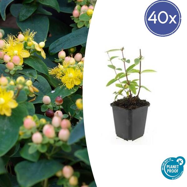 Hypericum inodorum 'Annebel' - ↕10-25cm - Ø9cm - 40x  BotanicBridge