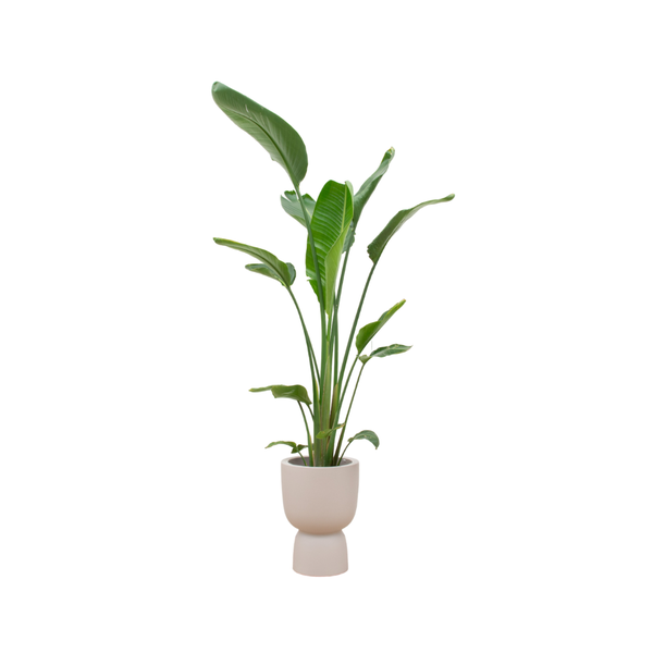 Combi deal - Strelitzia Augusta multi stam inclusief elho Pure Coupe beige Ø35 - 210 cm  BotanicBridge