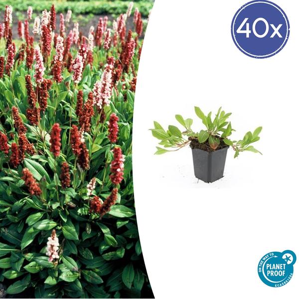 Persicaria aff. 'Darjeeling Red' - ↕10-25cm - Ø9cm - 40x  BotanicBridge