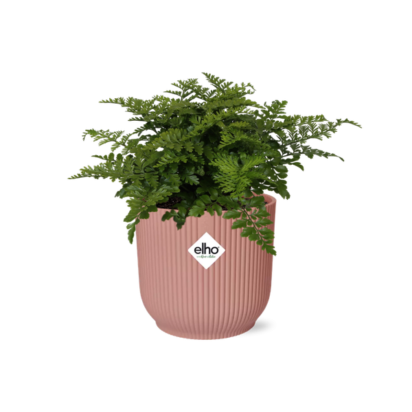 Asplenium Parvati in ELHO Vibes Fold 14cm roze  BotanicBridge