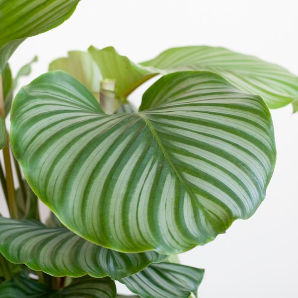 Calathea Orbifolia met Lissabon mand wit - 65cm - Ø19  BotanicBridge