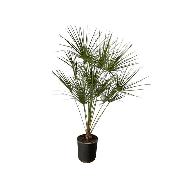 Chamaerops Humilis op stam - 160 cm - Ø28cm  BotanicBridge