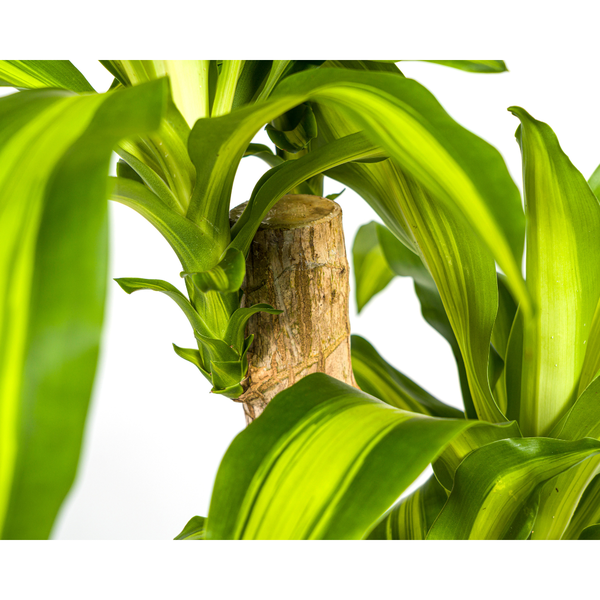 Dracaena Fragrans Massangeana Ø19cm - ↕80cm  BotanicBridge