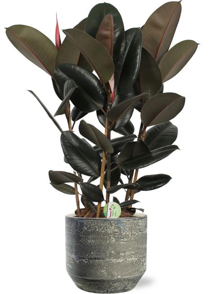 Ficus Abidjan - Ø27cm - ↕90cm + Lars Pot D29x26cm - Grijs  BotanicBridge