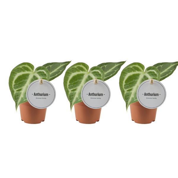 Anthurium Silver Blush - 3 stuks - Ø6cm - ↕15cm  BotanicBridge