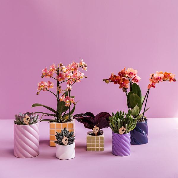 Kolibri Home | Candy sierpot | Hoog - Lilac - Ø6cm  BotanicBridge