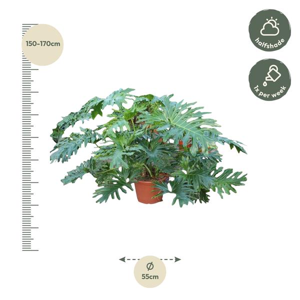 Philodendron Bipinnatifidum Cum Laude - 160 cm - ø55  BotanicBridge