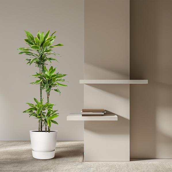 Dracaena Golden Coast - 140 cm - ø27  BotanicBridge