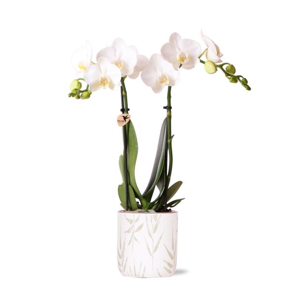 Kolibri Orchids | witte Phalaenopsis orchidee - Amabilis + Leaf pot green - potmaat Ø9cm | bloeiende kamerplant - vers van de kweker  BotanicBridge